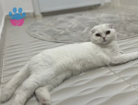 Scottish Fold dişi kedime erkek eş arıyoruz