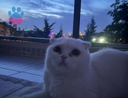 Scottish Fold dişi kedime erkek eş arıyoruz