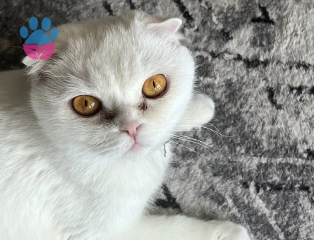 Scottish Fold dişi kedime erkek eş arıyoruz