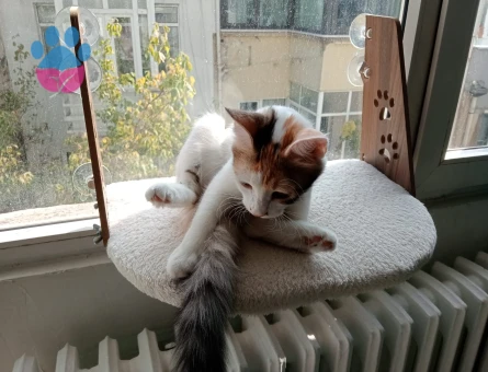 Ankara kedisi kırması, dişi