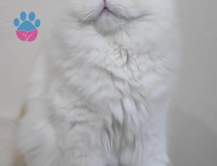 British longhair Yakışıklı Asil Safkan Beyaz oğlum