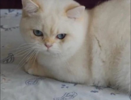 British Shorthair Bal Yanaklı Yakışıklı Oğlum - 118984554