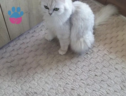 British Longhair 2 Yaşında