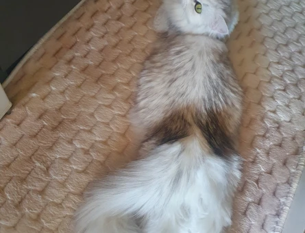 British Longhair 2 Yaşında - 118984557