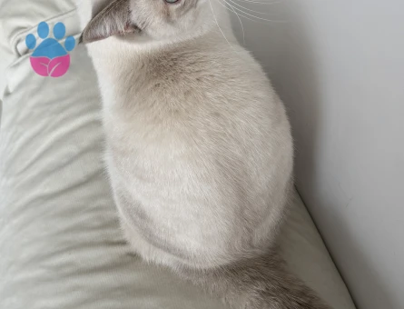 British silver Blue Point çiftleştirme