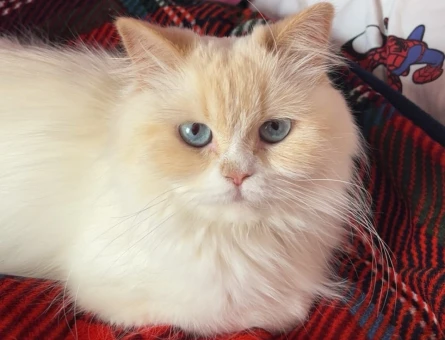 1 Yaşında British Longhair Kızıma Eş Arıyoruz - 118984559