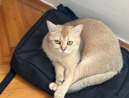British Shorthair Golden Kedime Golden Eş Arıyor - 118984560
