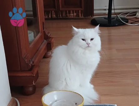 British Longhair 1 Yaşında Dişi Kızgınlıkta - 118984561