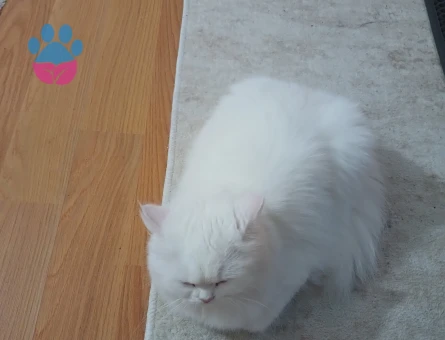 British Longhair 1 Yaşında Dişi Kızgınlıkta