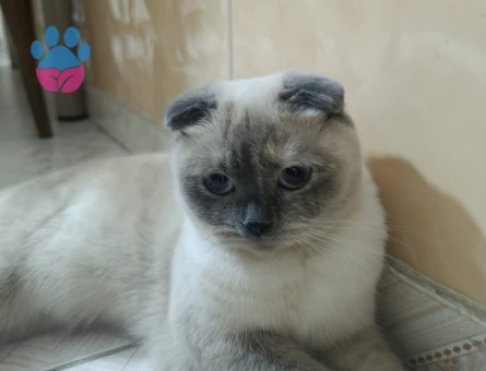Scottish Fold Pamuğa eş Arıyoruz