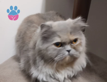 1 Yaşında Kızıma Eş Arıyorum