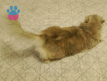 1 Yaşında Kızıma Eş Arıyorum