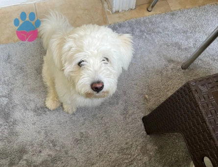 Maltese Terrier Köpeğimi Çiftleştirmek İstiyorum