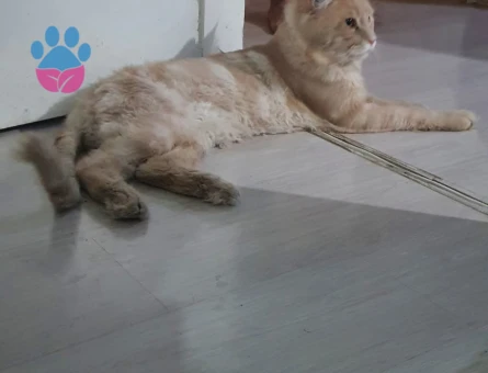 Erkek Main Coon Eş arıyoruz