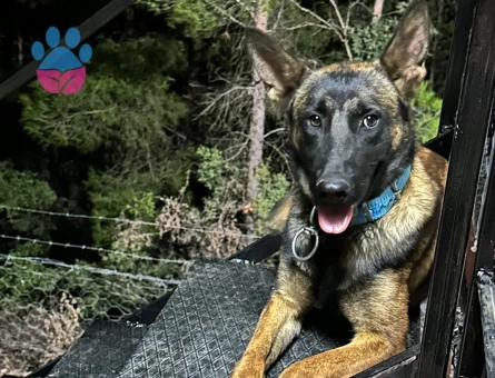 Belçika Malinos Dişi Denizli