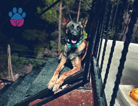 Belçika Malinos Dişi Denizli