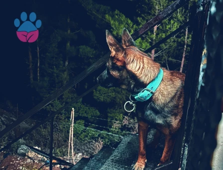 Belçika Malinos Dişi Denizli