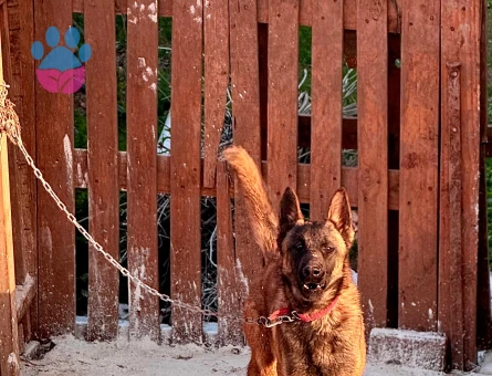 Belçika Malinos Dişi Denizli