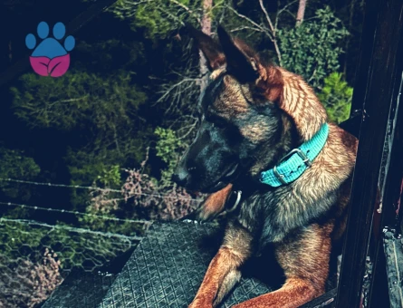 Belçika Malinos Dişi Denizli