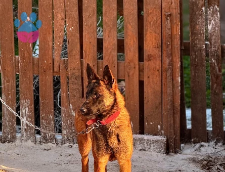 Belçika Malinos Dişi Denizli