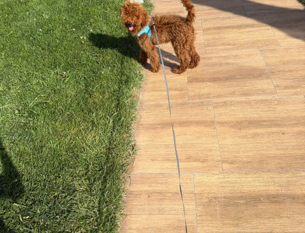 Toy Poodle Köpeğime eş arıyorum - 118984843