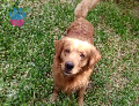 Golden Retriever Oğlumuza Eş arıyoruz