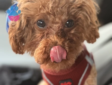 1 yaşında erkek toy poddle köpeğim için çiftleştirme