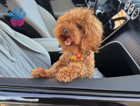 1 yaşında erkek toy poddle köpeğim için çiftleştirme