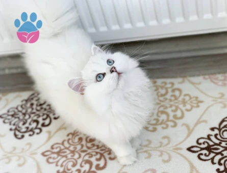 Şecereli ve Safkan British Longhair Oğlumuza Eş Arıyorum