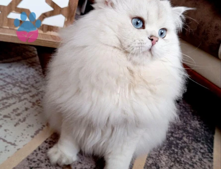 Şecereli ve Safkan British Longhair Oğlumuza Eş Arıyorum