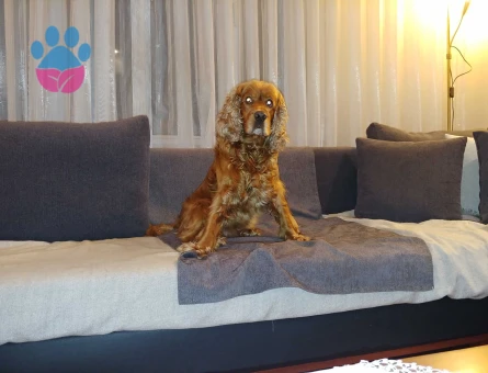 Lord beyefendi taliplerini bekliyor...