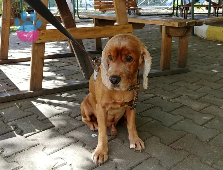 Lord beyefendi taliplerini bekliyor...