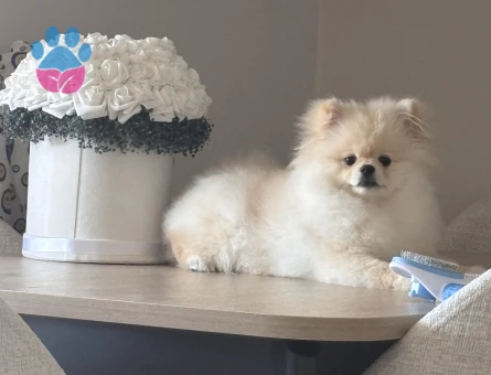 Poseidon eş arıyor