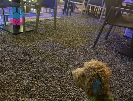 Maltipo oğluma eş arıyorum