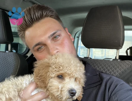 Maltipo oğluma eş arıyorum