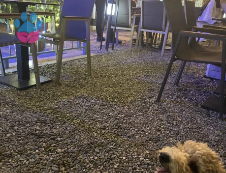 Maltipo oğluma eş arıyorum