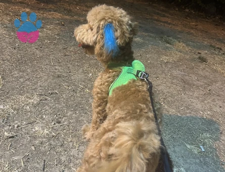 Maltipo oğluma eş arıyorum