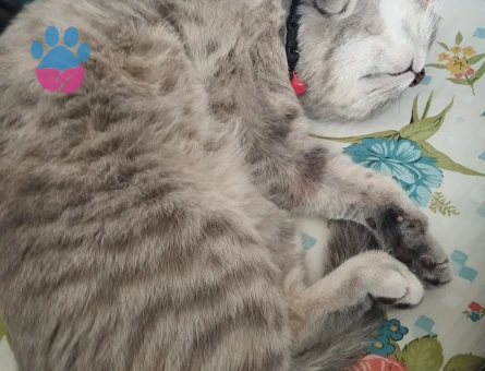 British kedime eş arıyorum