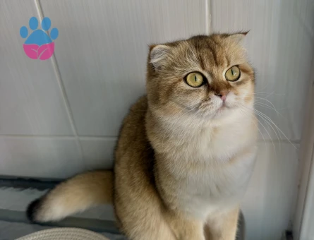 SCOTTİSH GOLDEN KEDİME EŞ ARIYORUZ