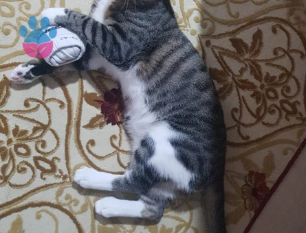 Oğluma eş arıyorum