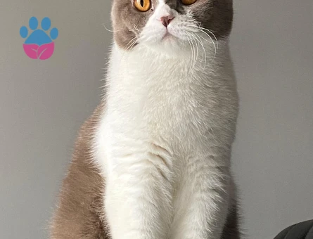 Çitosuma eş arıyorum