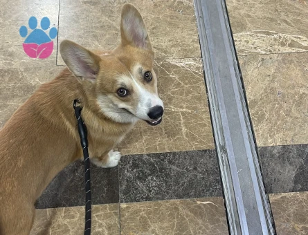 Erkek Corgi