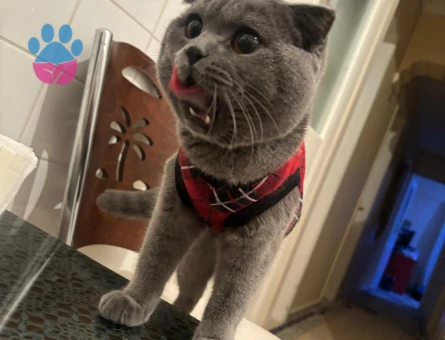 Scotish fold oğlumuza eş arıyoruz