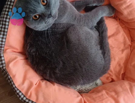 Scotish fold oğlumuza eş arıyoruz