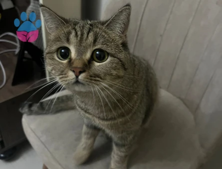 Scrli british golden kedimize eş arıyoruz çiftleştirmek için