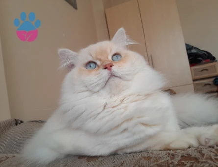 British Longhair 2 Yaşında Eş Arıyorum