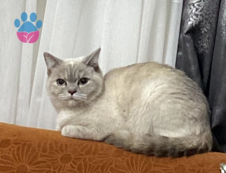 British Shorthair Mila Eş Arıyor