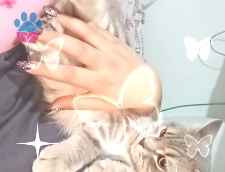 Oğluşumuz için prenses arıyoruz