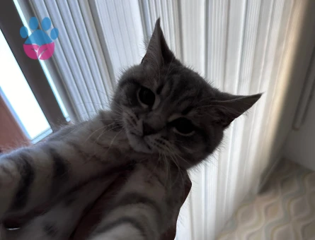 Oğluşumuz için prenses arıyoruz