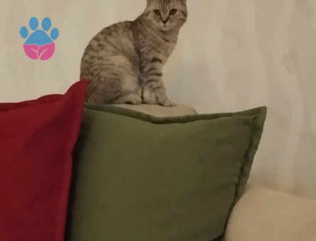 Kedimize eş arıyorum